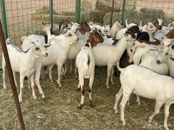 63 تيوس بحاره مستورده سمان ونظاف تبارك الله 8