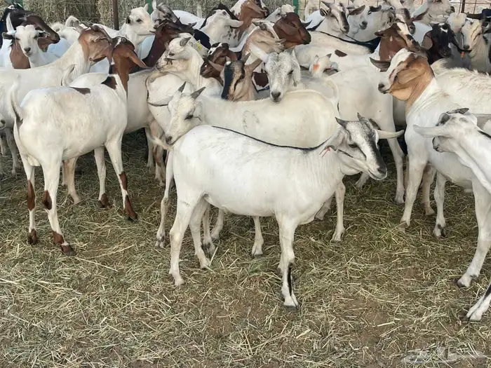 63 تيوس بحاره مستورده سمان ونظاف تبارك الله 1