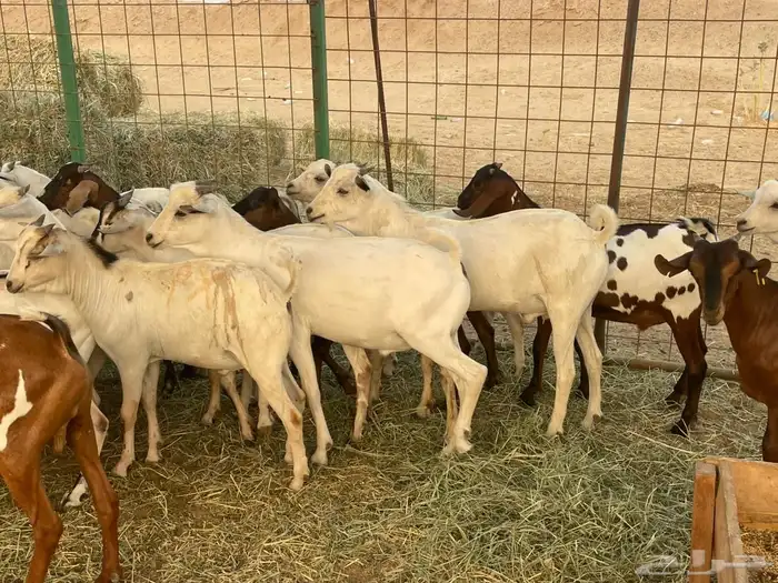 63 تيوس بحاره مستورده سمان ونظاف تبارك الله 7