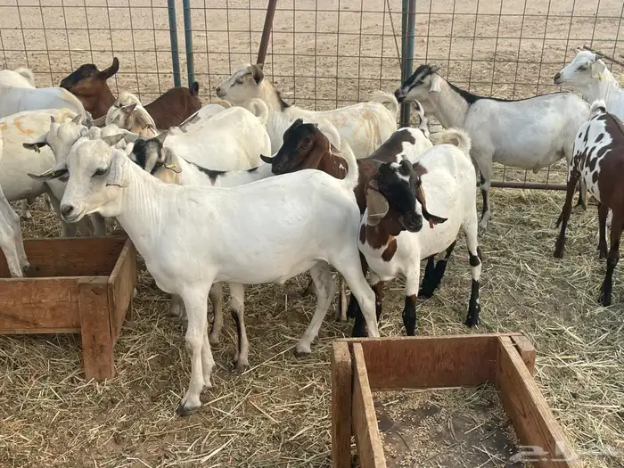 63 تيوس بحاره مستورده سمان ونظاف تبارك الله 4