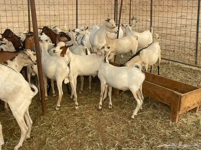 63 تيوس بحاره مستورده سمان ونظاف تبارك الله 6