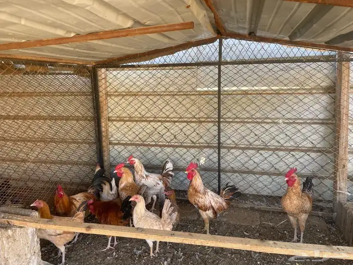 دجاج للبيع ديوك العدد13 3