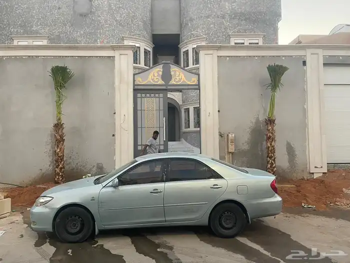 نخيل واشنطونيا للبيع 4