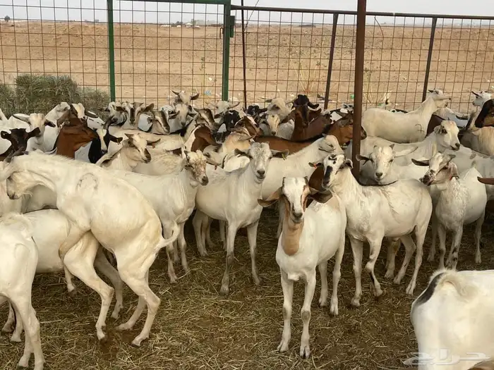 63 تيوس بحاره مستورده سمان ونظاف تبارك الله 5