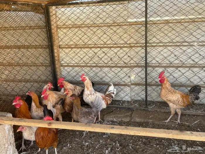 دجاج للبيع ديوك العدد13 0