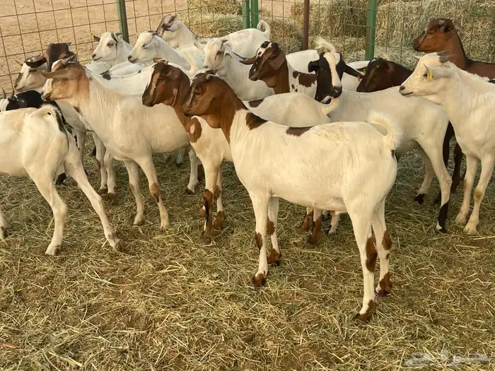 63 تيوس بحاره مستورده سمان ونظاف تبارك الله 2