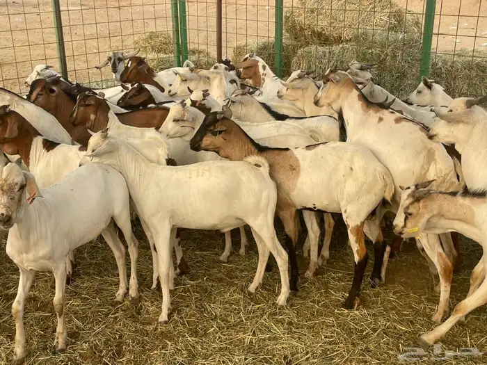 63 تيوس بحاره مستورده سمان ونظاف تبارك الله 3