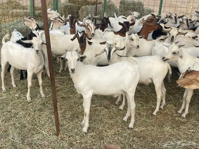 63 تيوس بحاره مستورده سمان ونظاف تبارك الله 0