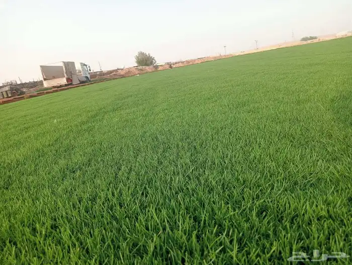 ثيل سي 2000صافي وطبيعي الموقع الخرج 3