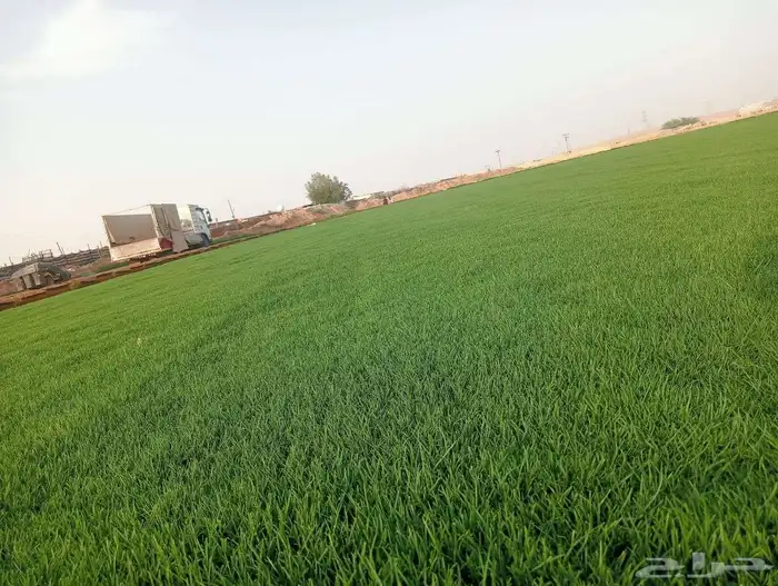 ثيل سي 2000صافي وطبيعي الموقع الخرج 1