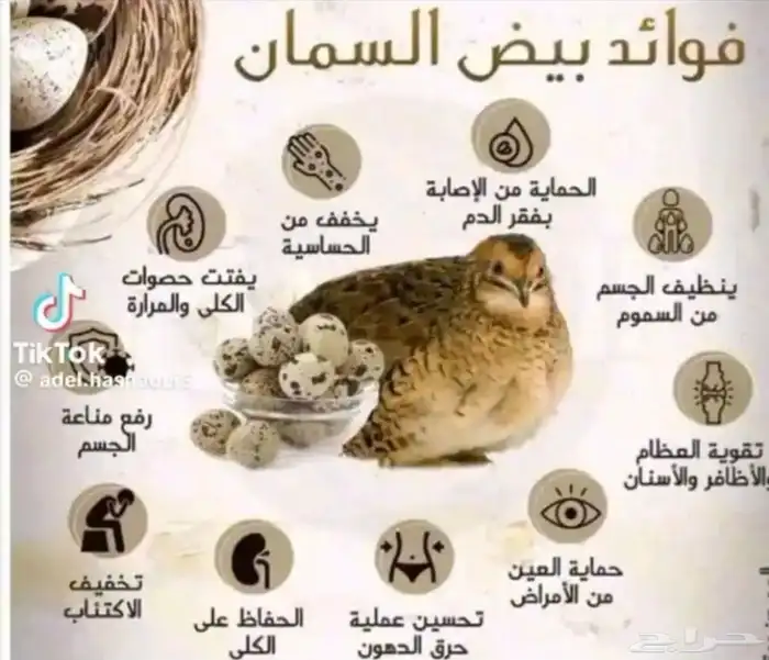 سمان فري مريعي و دجاج بلدي ذبح و تربيه 4