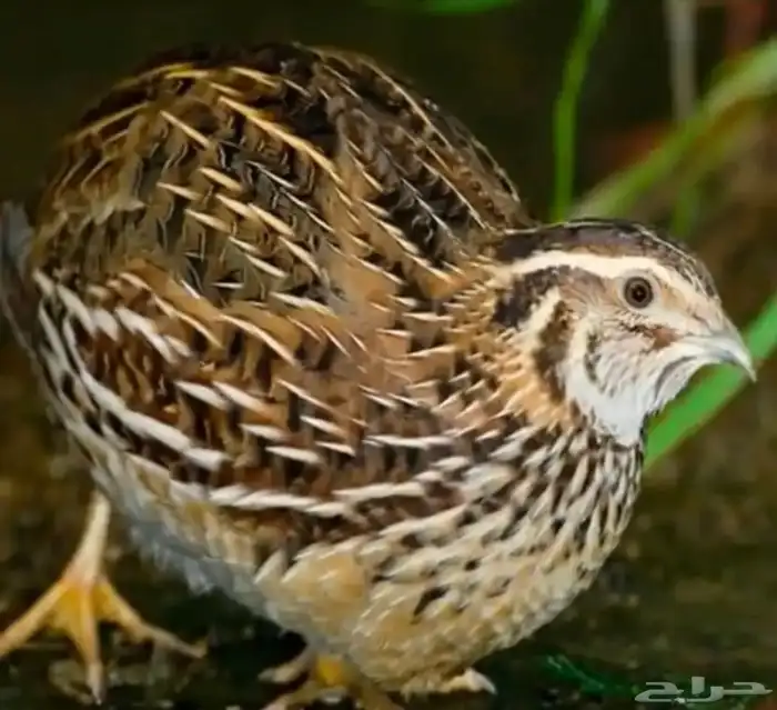 سمان فري مريعي و دجاج بلدي ذبح و تربيه 1