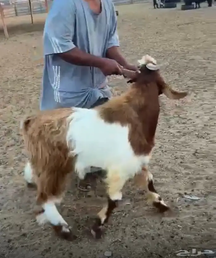 تيس سوري على عارضي للبيع العمر سنه 0