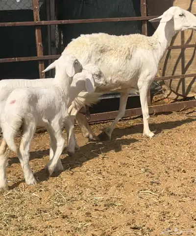 حريه تامه شبب معها خروف ورخل الموقع السلميه index