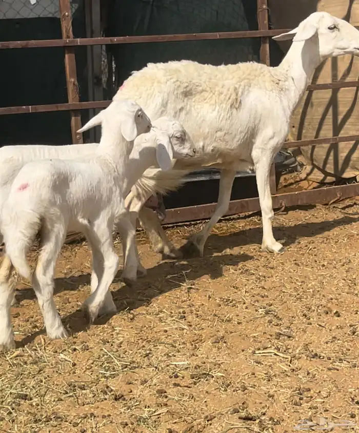 حريه تامه شبب معها خروف ورخل الموقع السلميه 0