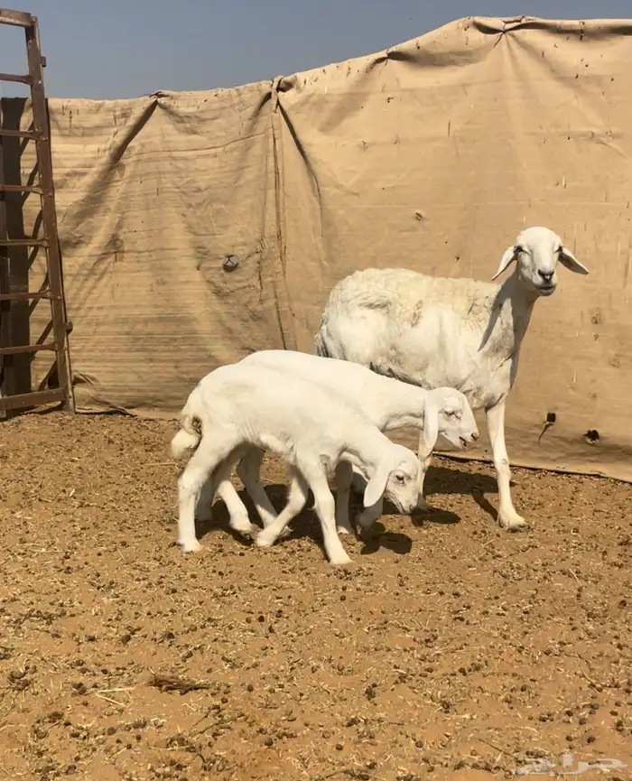 حريه تامه شبب معها خروف ورخل الموقع السلميه 4