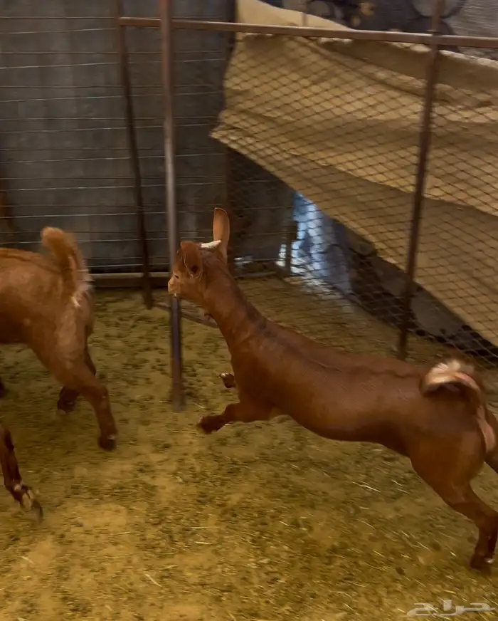 تيس بلدي جنوبي لباني 4