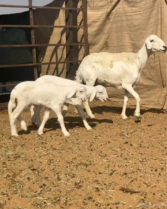 حريه تامه شبب معها خروف ورخل الموقع السلميه 1