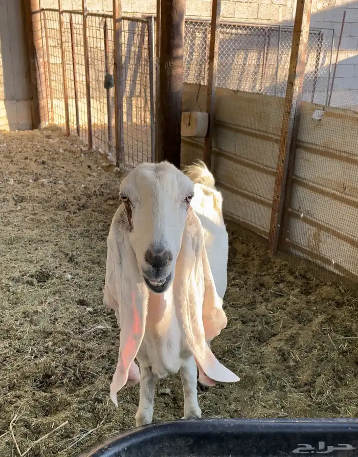 ماعز هولندي 0