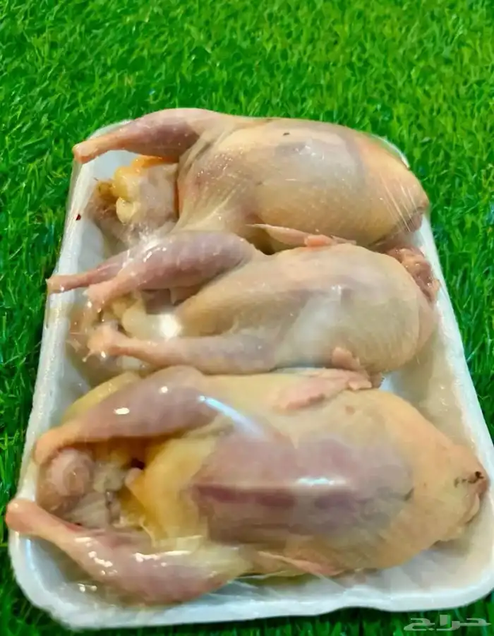 سمان فري مريعي و دجاج بلدي ذبح و تربيه 3