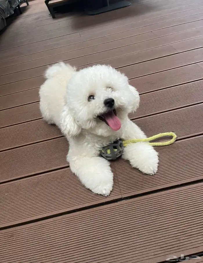 اناث توي بودل 1