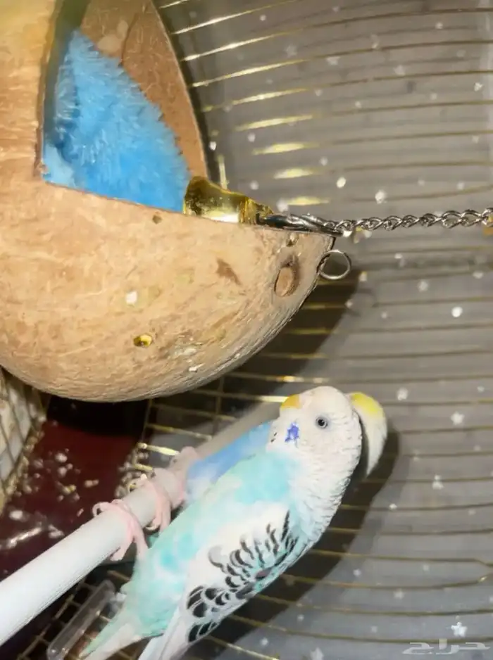 عصافير للبيع مع جميع اغراضها (القفص-الاكل-حامي القفص) 2