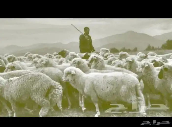 مطلوب راعي غنم 0