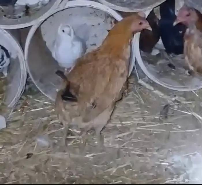 للبيع زوجين حمام منتج شرط تحت بيض ودجاجتين بياضات شرط 5