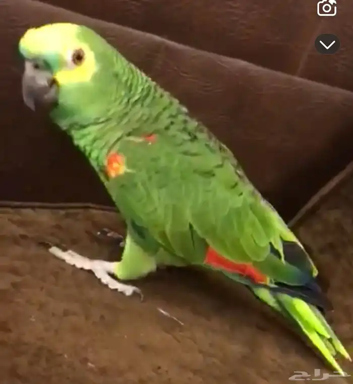 ببغاء امازون بلوفرنتد 1