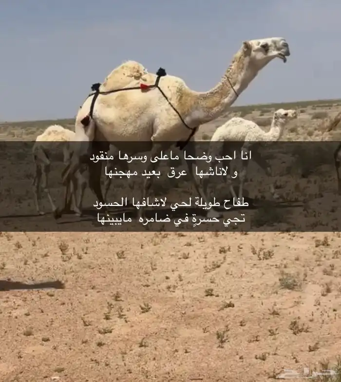 للبيع القعود الحيسوني 1