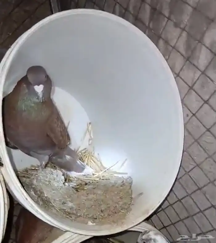 للبيع زوجين حمام منتج شرط تحت بيض ودجاجتين بياضات شرط 1