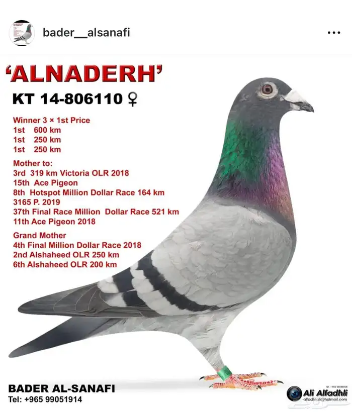 حمام زاجل سباق 5