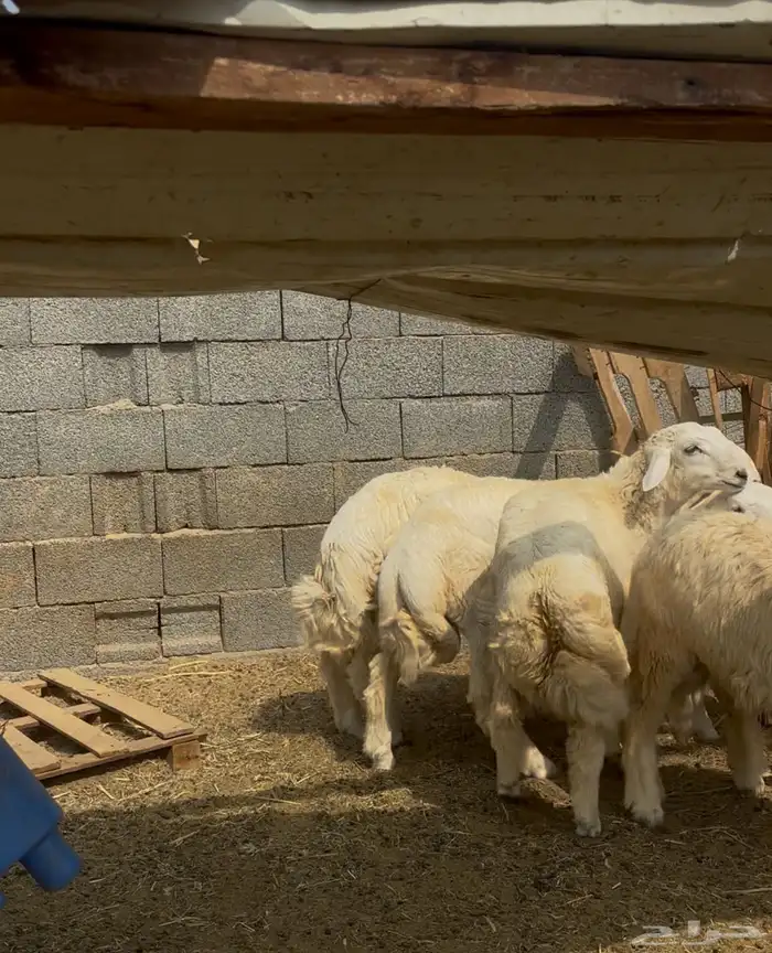 طليان حري ذبايح 1