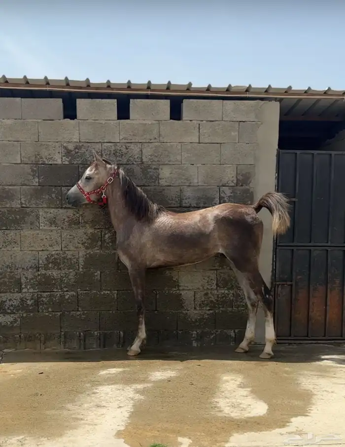 خيل 0