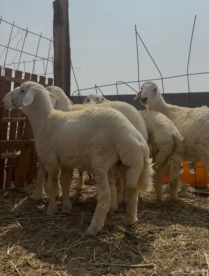 طليان حري ذبايح 0