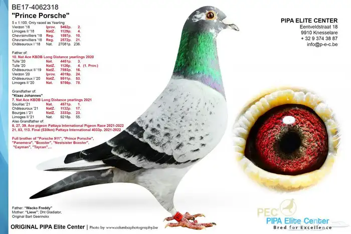 حمام زاجل سباق 6