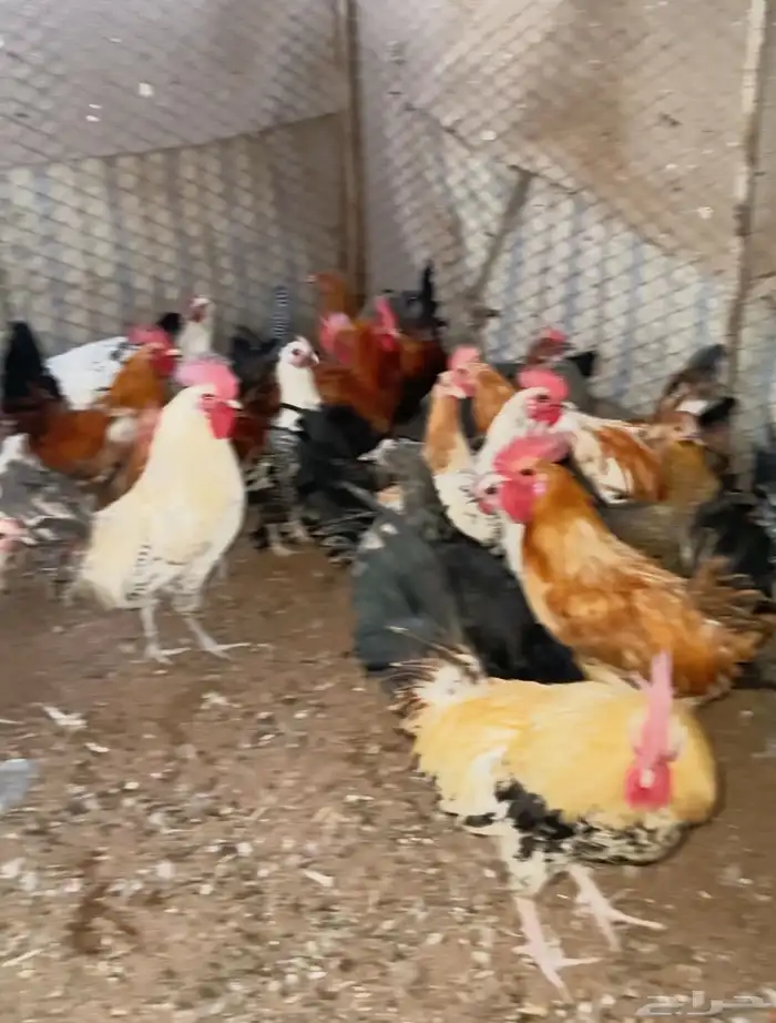 دجاج بياض الحناكيه 2