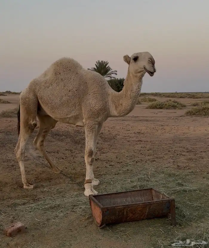 للبيع قعود كفو باتلي فاخر سلاله ابو عجاريد 0