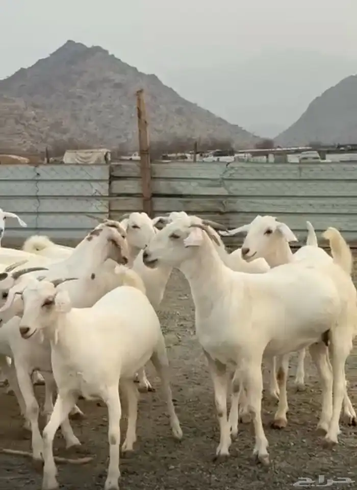 جفار برص دفيع 0