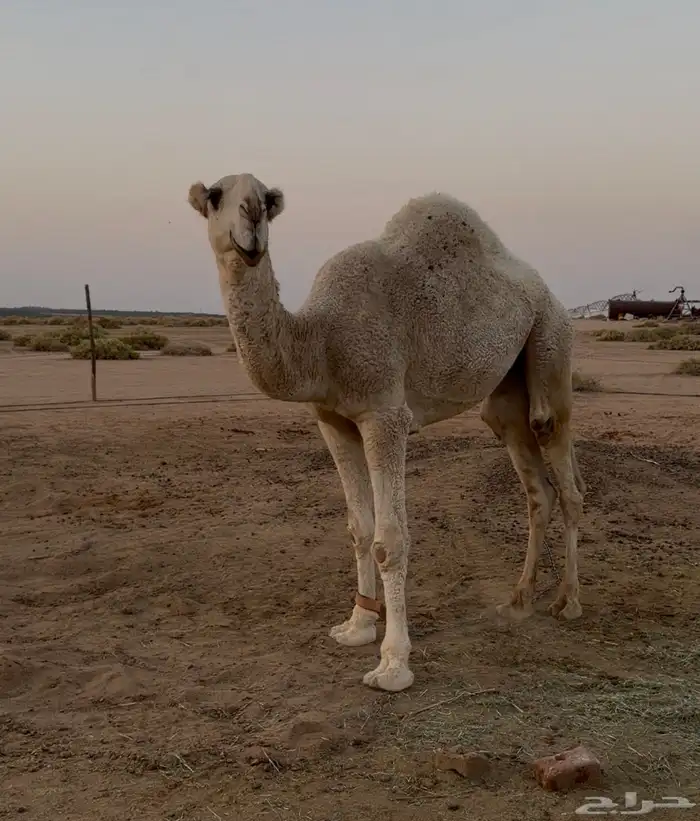 للبيع قعود كفو باتلي فاخر سلاله ابو عجاريد 1