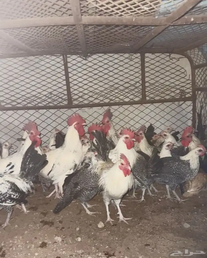 دجاج بياض الحناكيه 1