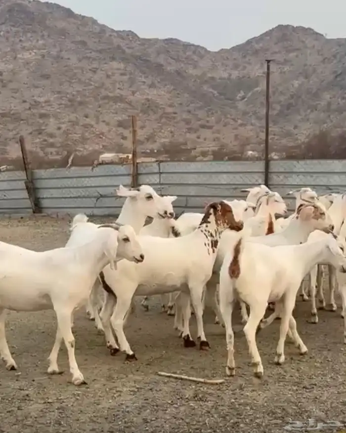 جفار برص دفيع 3