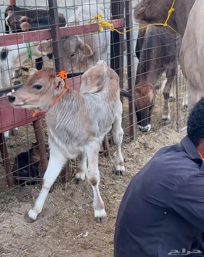 بقره المانيه طيبه 1