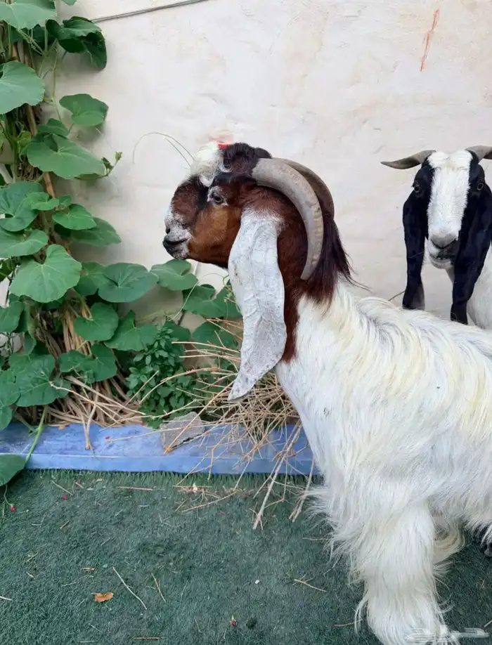 (السعر قابل للتفاوض) عنز جرمه وشكله طيب دافع توأم 5