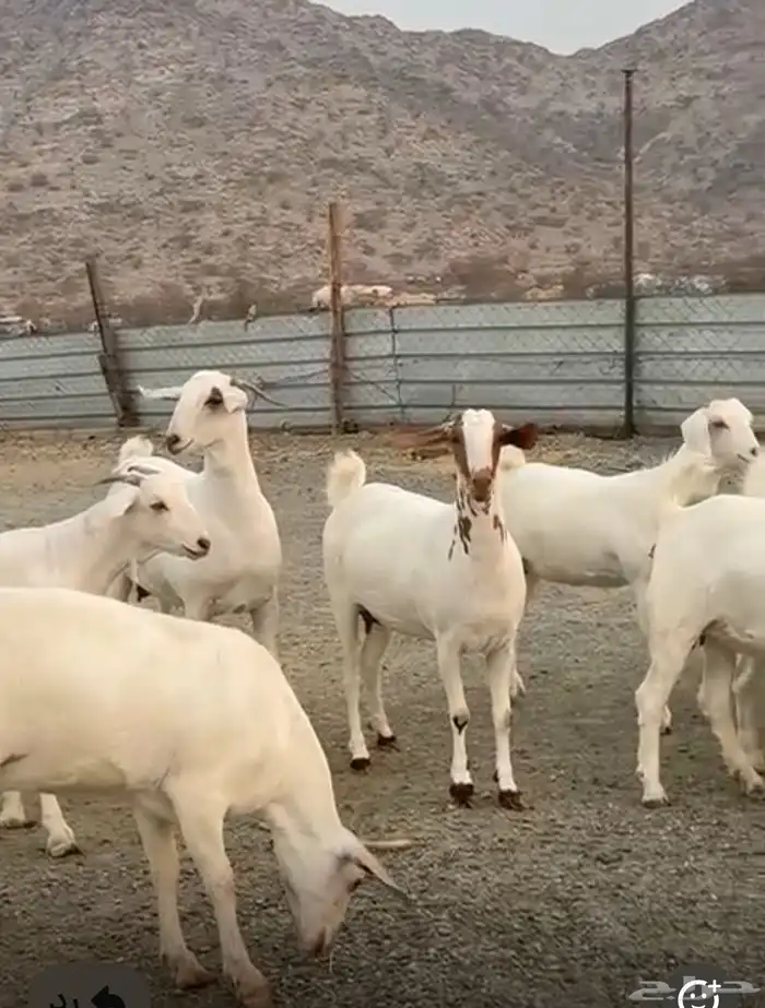 جفار برص دفيع 2