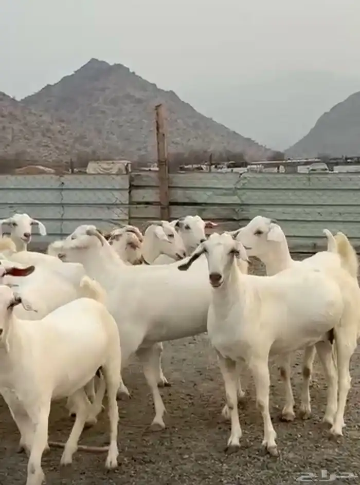 جفار برص دفيع 1