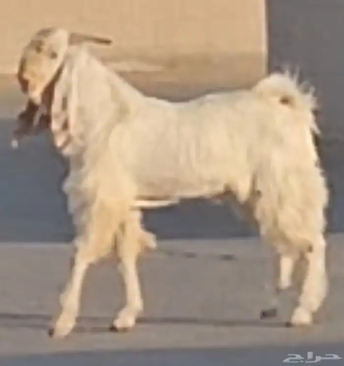 الفحل القادم مطور هولندي ابيض ابرص سلالة فواخر 2