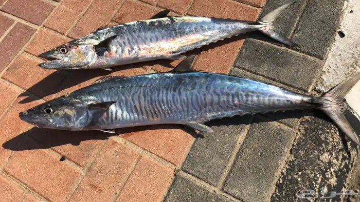 عدة صيد سمك كاستنج 1