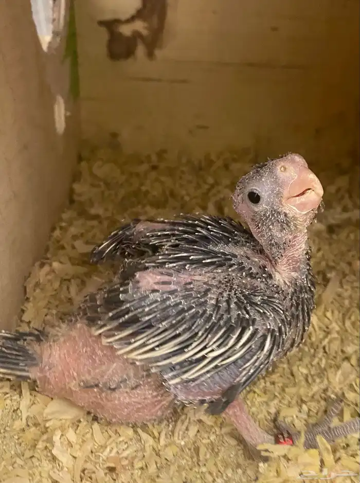 للبيع فرخ كروان نورمل 0