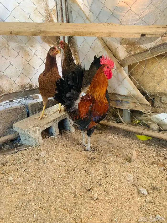 ديكين واربع دجاج عربي 8